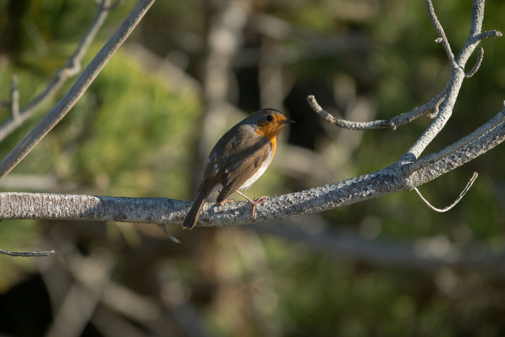 European Robin