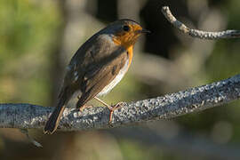 European Robin