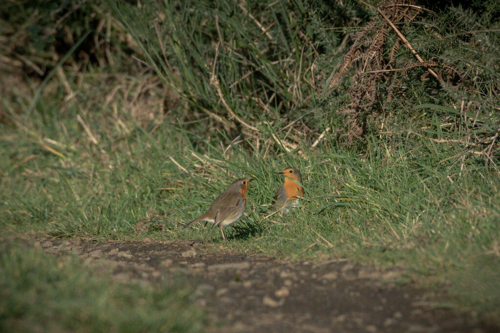 European Robin