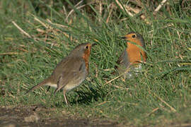 European Robin