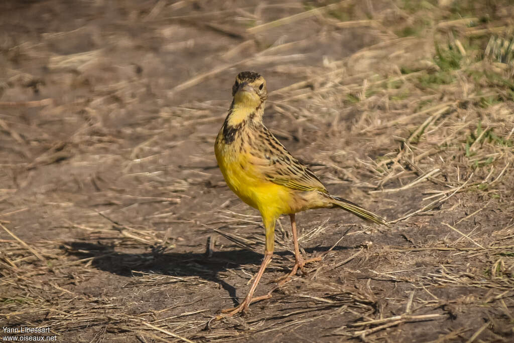 Yellow-throated Longclaw, walking
