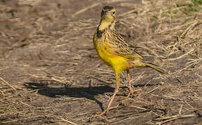 Yellow-throated Longclaw