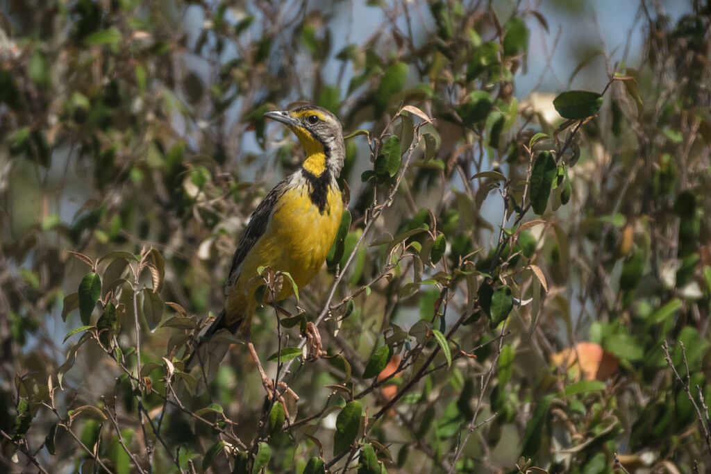 Yellow-throated Longclaw