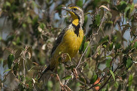 Yellow-throated Longclaw