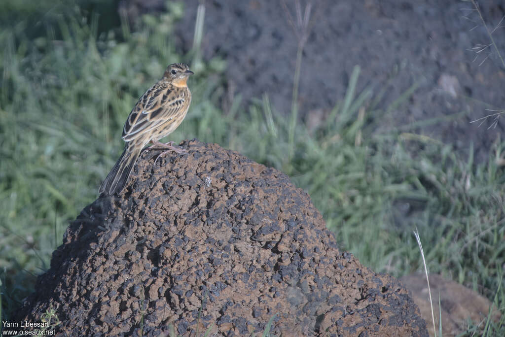 Rosy-throated Longclawimmature