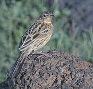 Rosy-throated Longclaw