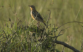 Rosy-throated Longclaw