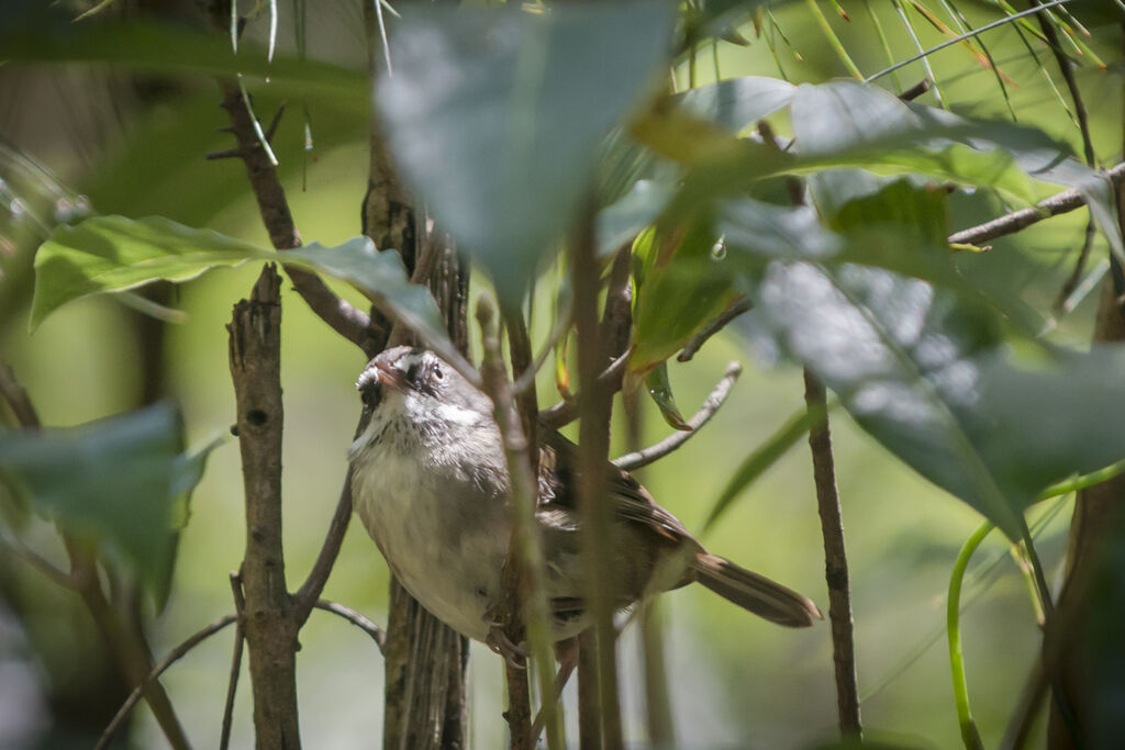 White-browed Scrubwren