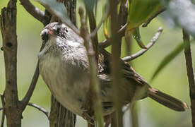 White-browed Scrubwren