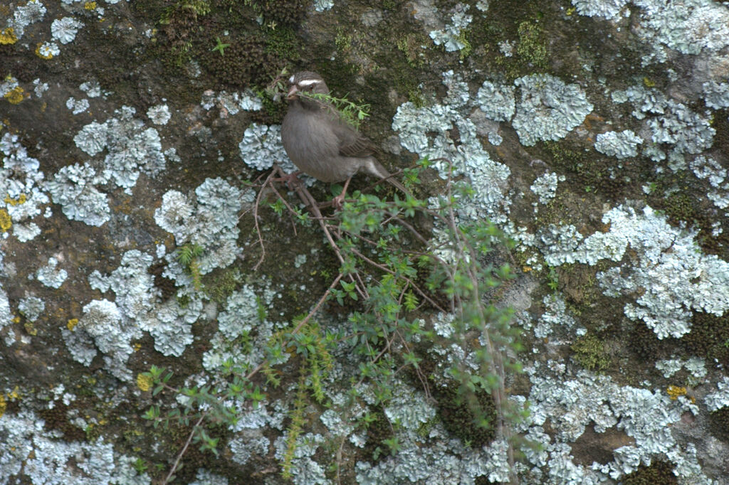 Brown-rumped Seedeater