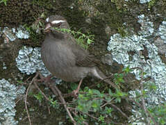 Brown-rumped Seedeater