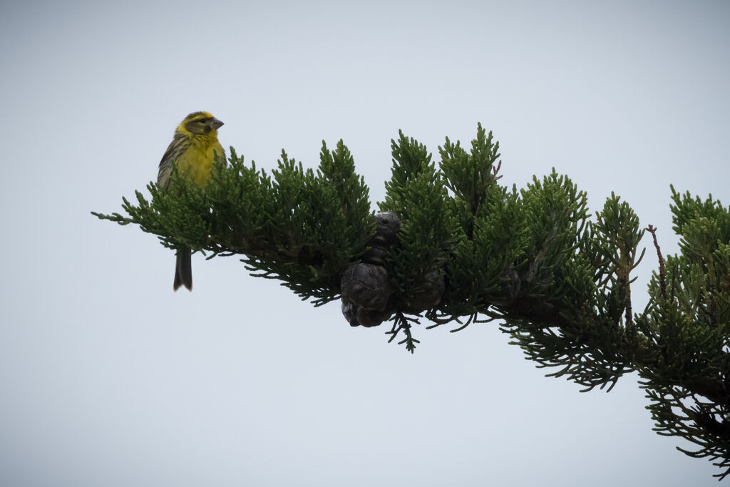 European Serin