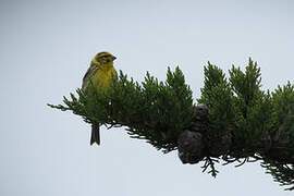 European Serin