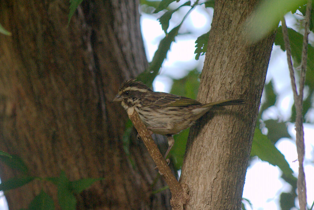 Streaky Seedeater