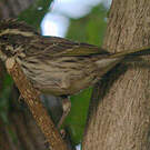Serin strié
