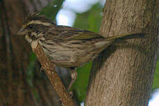 Serin strié