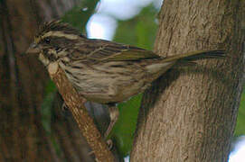 Streaky Seedeater