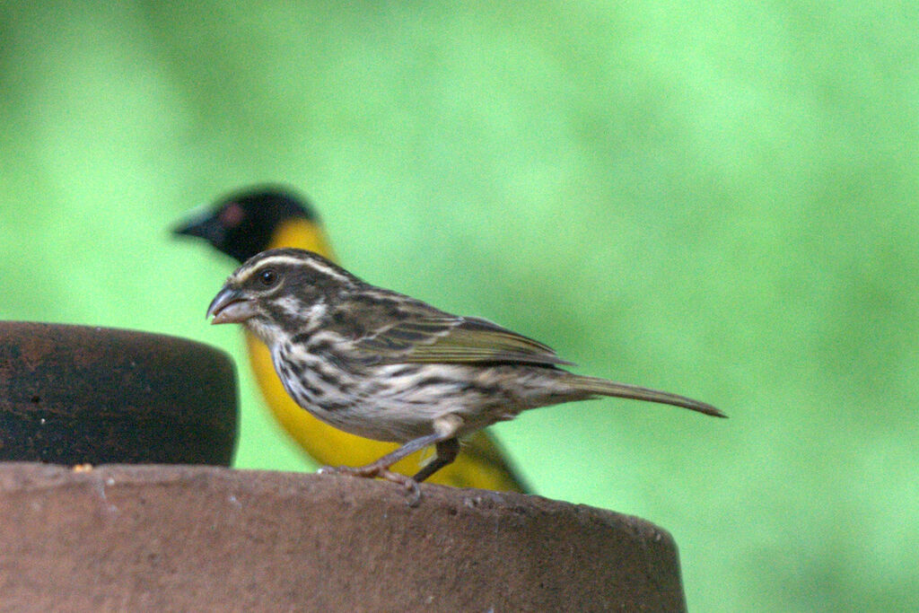 Streaky Seedeater