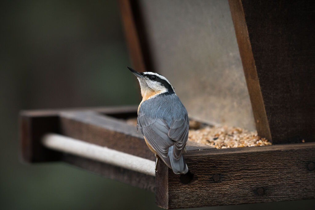 Red-breasted Nuthatch