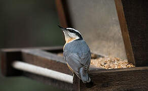 Red-breasted Nuthatch