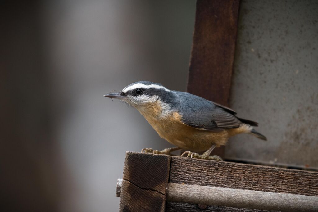 Red-breasted Nuthatch