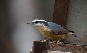 Red-breasted Nuthatch