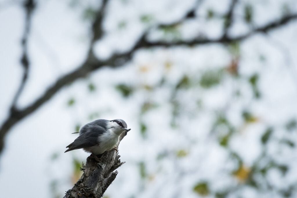 Eurasian Nuthatch