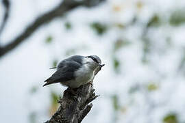 Eurasian Nuthatch