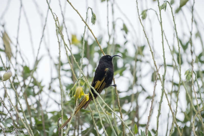 Golden-winged Sunbird male adult, identification