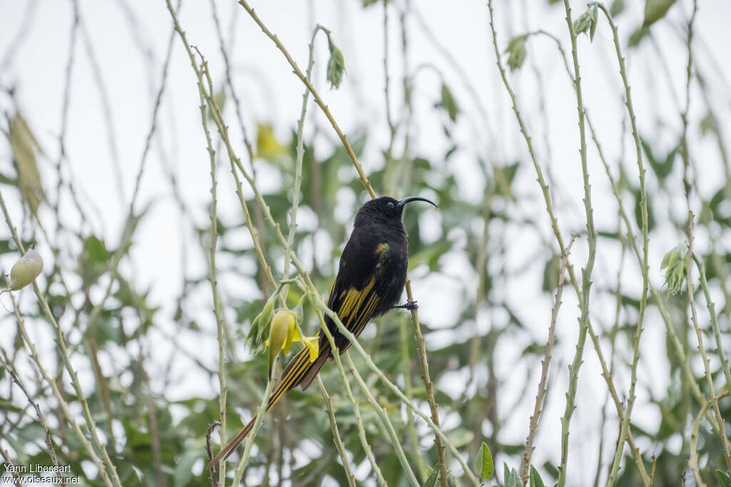 Souimanga à ailes dorées mâle adulte, identification