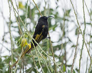 Souimanga à ailes dorées