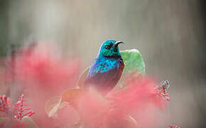 Red-chested Sunbird