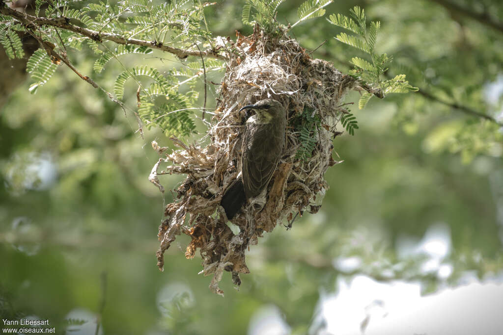 Red-chested Sunbird female adult, Reproduction-nesting