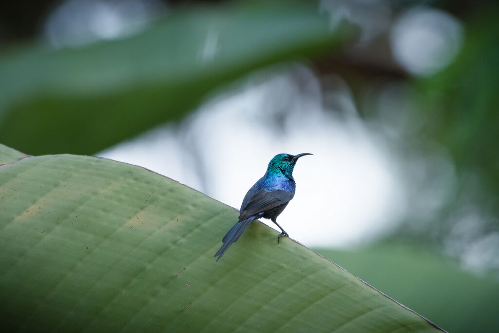 Red-chested Sunbird