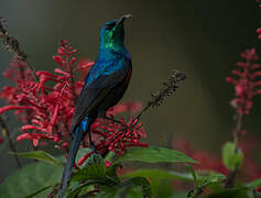 Red-chested Sunbird