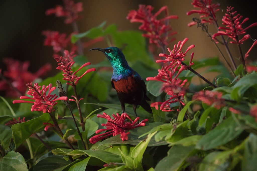 Red-chested Sunbird male