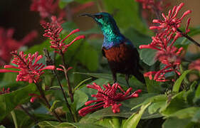 Red-chested Sunbird