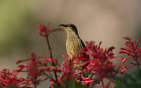 Red-chested Sunbird
