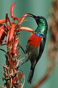 Greater Double-collared Sunbird