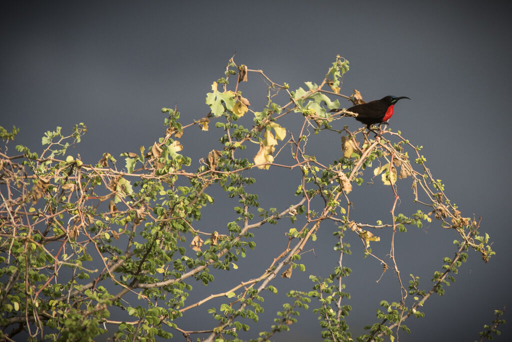 Scarlet-chested Sunbird