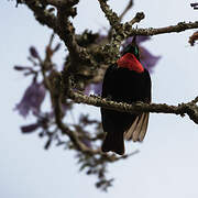 Scarlet-chested Sunbird