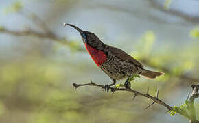 Scarlet-chested Sunbird