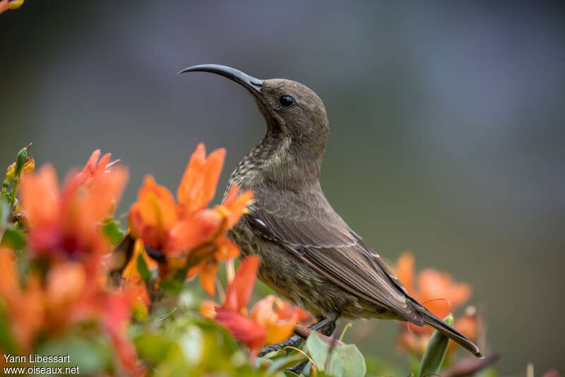 Scarlet-chested Sunbird female adult, identification