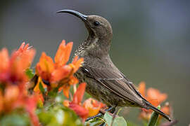 Scarlet-chested Sunbird