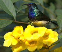 Variable Sunbird