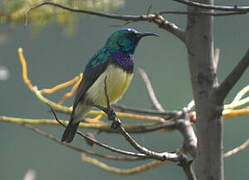 Variable Sunbird