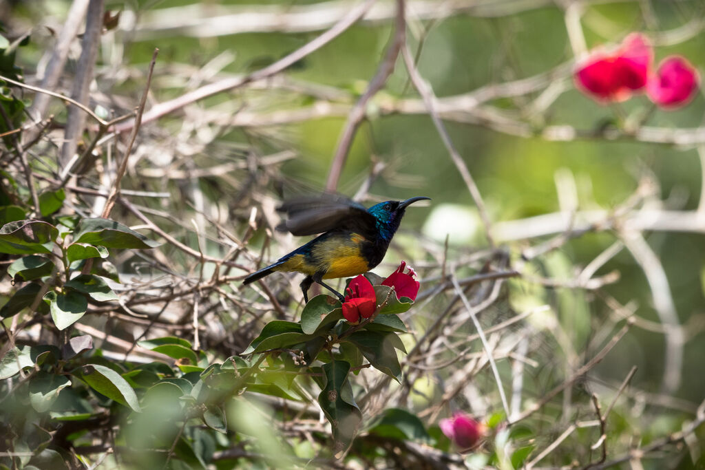 Variable Sunbird