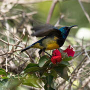 Variable Sunbird