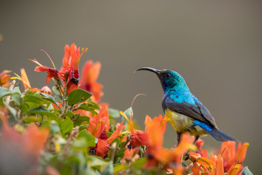 Variable Sunbird