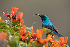 Variable Sunbird